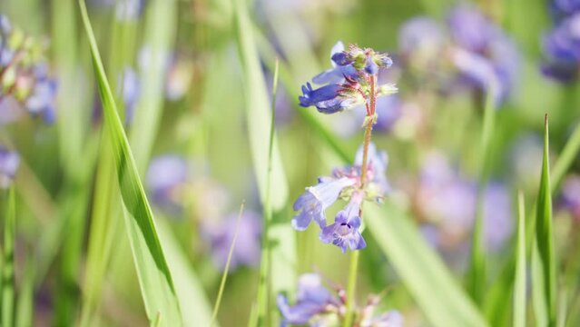 Purple flowers in a large grassy field during spring