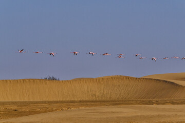 Flamingoes at Walvisbay in Namibia