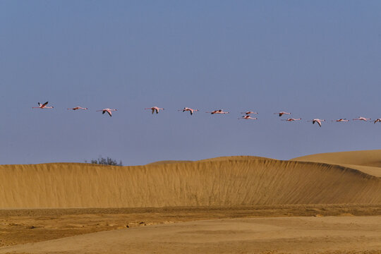 Flamingoes at Walvisbay in Namibia