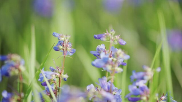 purple and blue spring flowers bloom in the green open field