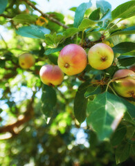 Closeup, apple and tree for farming, growth and fruit in nature for agriculture, food or spring for harvest. Apples, fruits and leaves at farm, trees and production in summer, countryside or orchard