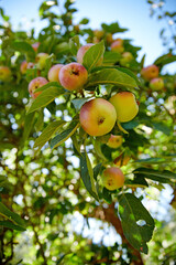 Closeup, apple and trees at farm, growth and fruit in nature for agriculture, food or spring for harvest. Apples, fruits and leaves with sustainable farming, tree and summer in countryside at orchard