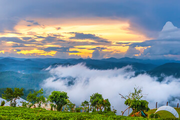 Scenery dawn on hillside of tea planted in misty highlands Da Lat, below beautiful valley, this place has the coolest temperate climate in Vietnam
