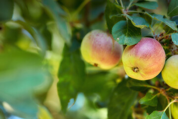 Forest, fruit and apple on trees in farm for agriculture, orchard farming and harvesting. Nature, sustainability and closeup of red and green apples on branch for organic, healthy and natural produce