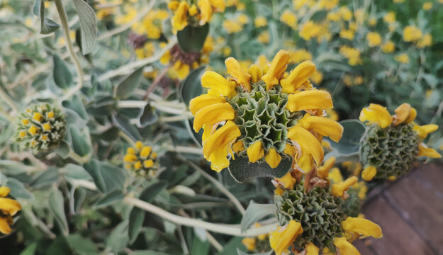 Strange yellow flower, star-shaped pistil, Jerusalem sage