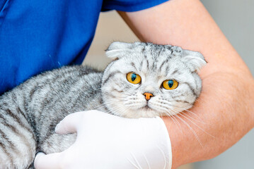 Doctor veterinarian is holding cute cat Scottish Fold breed at vet clinic.Pet Healthcare.Closeup.