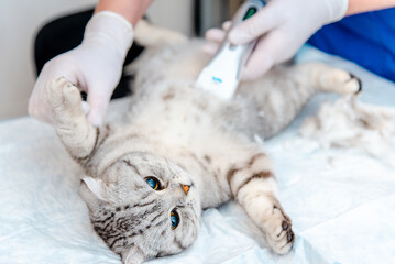 A veterinarian's hand shaves a cat's belly at veterinary clinic, the Scottish Fold cat is examined and prepared for surgery by shaving its belly.Veterinary concept.