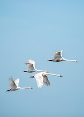 Fototapeta na wymiar Flying swans in the blue sky. Waterfowl at the nesting site. A flock of swans walks on a blue lake.