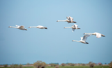 Flying swans in the blue sky. Waterfowl at the nesting site. A flock of swans walks on a blue lake.