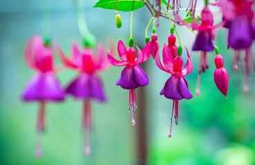Fototapeta premium Fuchsia flowers bloom in the sunshine like beautiful little lanterns lighting the garden. Flower originating from South America and New Zealand