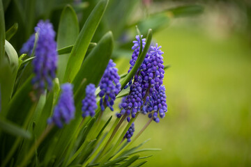 niebieski szafirki w ogrodzie wiosną, sapphires