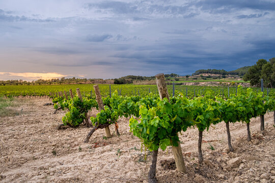Landscape of vineyards in a sunset with rain storm in the area of denomination of origin of Penedes in the province of Barcelona in Spain
