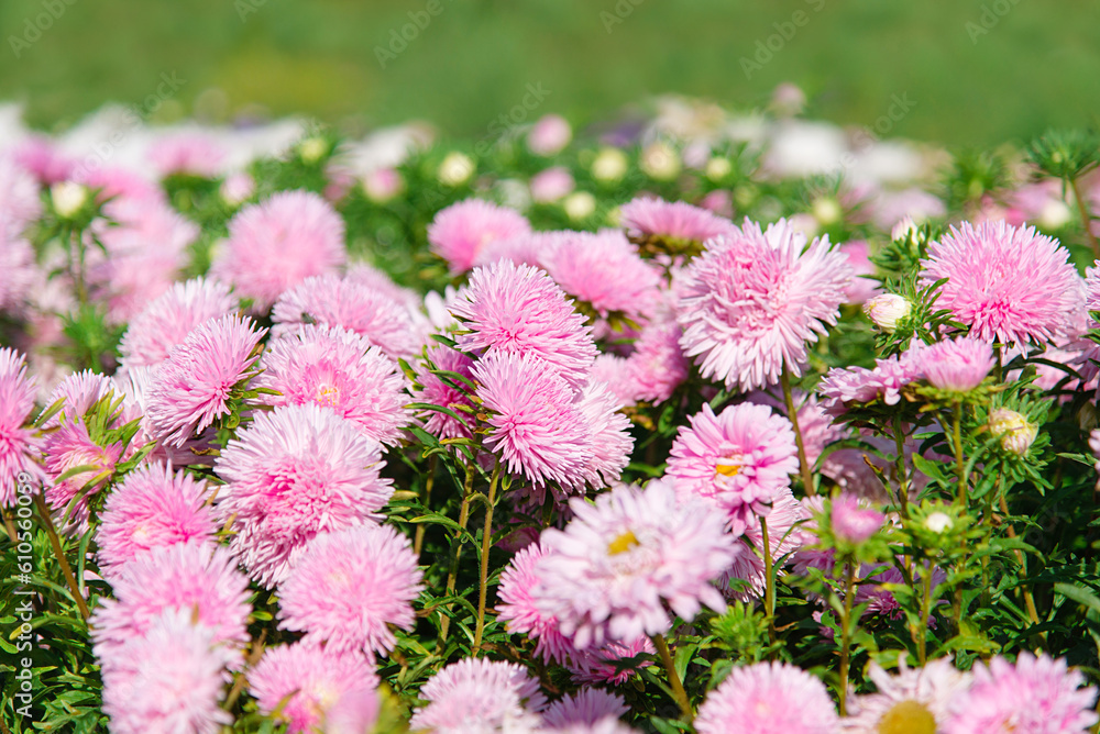 Canvas Prints Autumn aster flowers background in the park. Selective focus on a beautiful bush of blooming flowers and green leaves under sunlight.