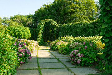 Beautiful pink Hydrangea macrophylla flower heads in the sunlight. Beautiful garden with hydrangeas