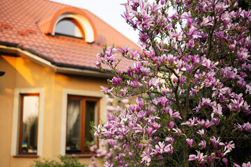 Tender pink flowers of magnolia tree blossom in springtime against house.