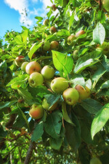 Orchard, fruit and apple on trees in farm for agriculture, farming and harvesting in nature. Countryside, garden and closeup of green or red apples on branch for organic, healthy and natural produce