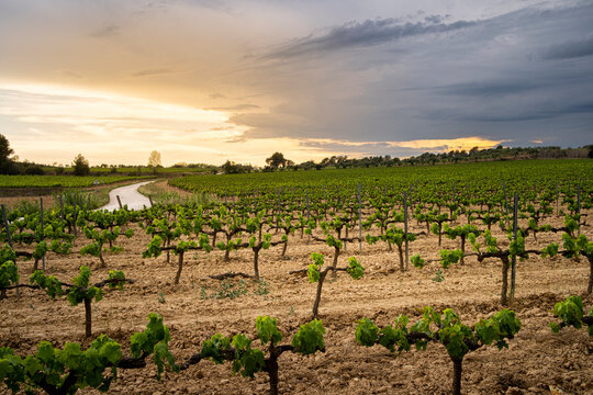 Landscape of vineyards in a sunset with rain storm in the area of denomination of origin of Penedes in the province of Barcelona in Spain