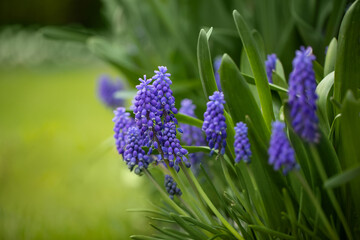 niebieski szafirki w ogrodzie wiosną, sapphires - obrazy, fototapety, plakaty