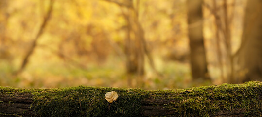 Old overgrown mossy tree trunk close up, abstract natural autumn background. beautiful forest landscape. fall season. display for product. template for design. banner. copy space