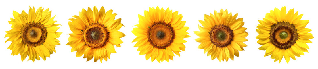 set of isolated different sunflower flowers. Created with Generative AI	
