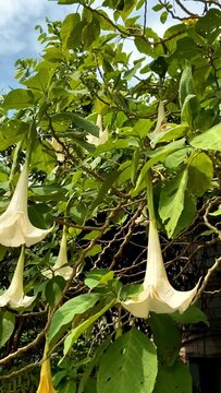 White flowers of Raithia religious Wrightia religiosa tropical tree in Thailand. White bluebells blooming on a green tree, slow motion, vertical video. High quality footage