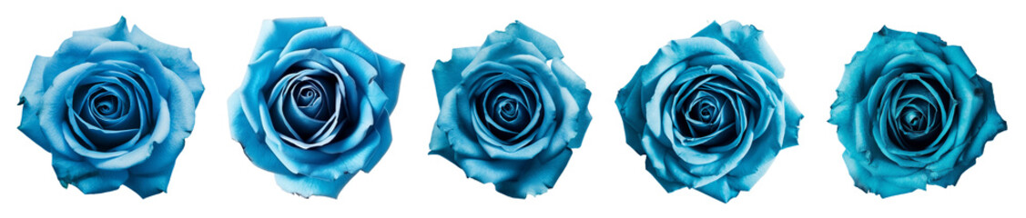 illustrations set of isolated blue colored rose flowers. Created with Generative AI
