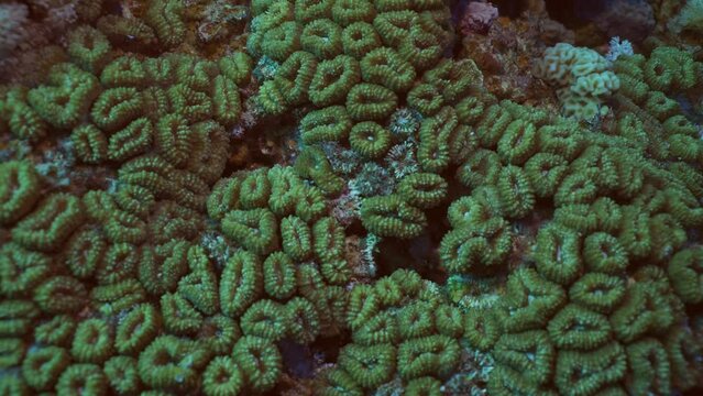 Close up of texture of hard coral Favia