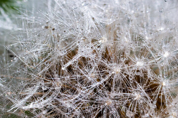 Water droplets on a Dandelion flower macro close-up morning sunshine with bokeh lights. Dandelion seed with reflection