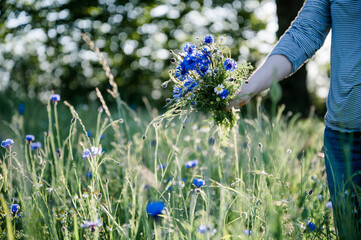Hand hält einen Strauß Blumen. Wildblumen, Kornblumen von der Sommerwiese, Wiese
