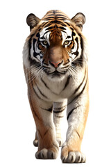 Fototapeta premium an isolated bengal tiger front view, walking towards, stalking prey, fierce jungle-themed photographic illustration on a transparent background in PNG, Generative AI