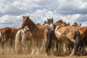 Herd of wild unbroken horses