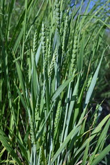 green ears of wheat, 
green ear of wheat, macro wheat field, Juicy fern  spring crops, ear of wheat, succulent green cereal plants in the field, tender green meadow spikelets, grass texture background