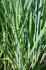 green ears of wheat, 
green ear of wheat, macro wheat field, Juicy fern  spring crops, ear of wheat, succulent green cereal plants in the field, tender green meadow spikelets, grass texture background
