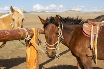 Portrait of horse with a bridle on a leash	