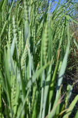 green ears of wheat, 
green ear of wheat, macro wheat field, Juicy fern  spring crops, ear of wheat, succulent green cereal plants in the field, tender green meadow spikelets, grass texture background