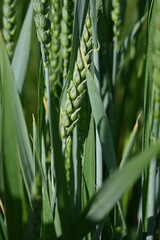 green ears of wheat, 
green ear of wheat, macro wheat field, Juicy fern  spring crops, ear of wheat, succulent green cereal plants in the field, tender green meadow spikelets, grass texture background