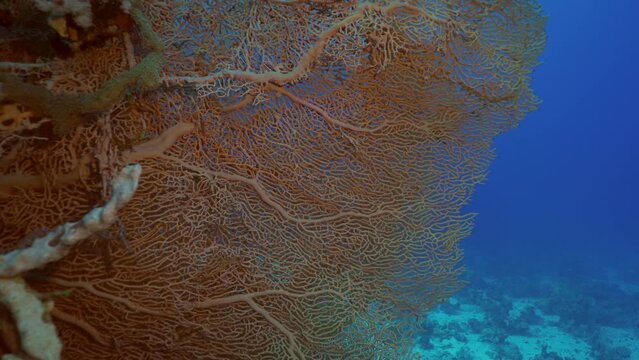 Soft coral Giant Gorgonian or Sea fan (Subergorgia mollis) in coral garden at sea depth, Camera moving forwards