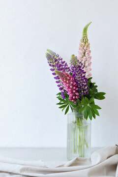 Festive summer bouquet of violet and pink bluebonnet flowers in vase on neutral white background, aesthetic interior floral still life with lupine