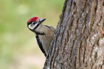 Great spotted woodpecker on the trunk of a plum tree