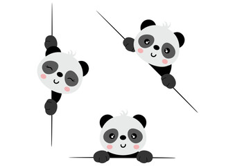 Adorable panda peeking out from behind in various positions