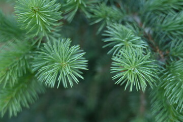 short needles of a coniferous tree close-up on a green background, texture of needles of a Christmas tree close-up, blue pine branches, texture of pine needles, green branches of a pine tree close-up