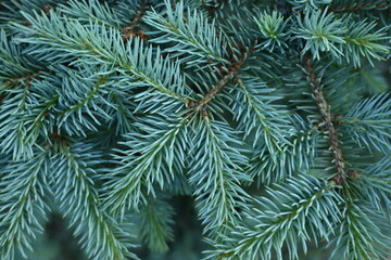 short needles of a coniferous tree close-up on a green background, texture of needles of a Christmas tree close-up, blue pine branches, texture of pine needles, green branches of a pine tree close-up