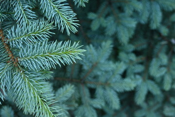 Fototapeta na wymiar short needles of a coniferous tree close-up on a green background, texture of needles of a Christmas tree close-up, blue pine branches, texture of pine needles, green branches of a pine tree close-up