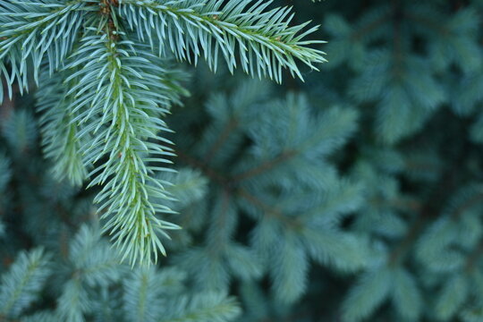short needles of a coniferous tree close-up on a green background, texture of needles of a Christmas tree close-up, blue pine branches, texture of pine needles, green branches of a pine tree close-up