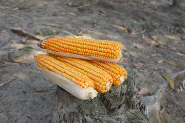 Ripe yellow corn on Wooden background.