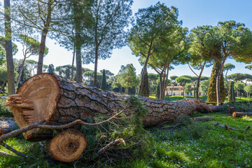 Pins parasols dans la Villa Borghèse à Rome