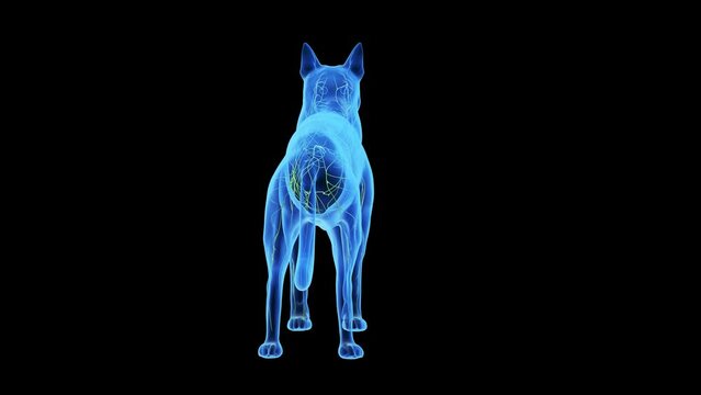 Animation of a dog's lymphatic system