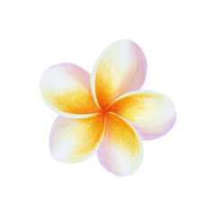Watercolor realistic tropical illustration of plumeria flowers with leaves isolated on white background. Beautiful botanical hand painted frangipani. For  