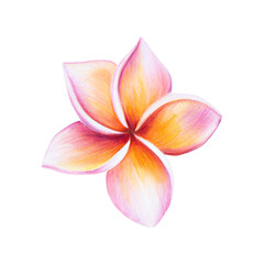 Fototapeta na wymiar Watercolor realistic tropical illustration of plumeria flowers with leaves isolated on white background. Beautiful botanical hand painted frangipani. For 