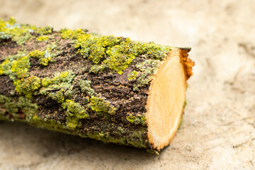 green moss on a bark of fresh sawn tree trunk